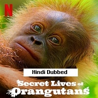 Secret Lives of Orangutans (2024)